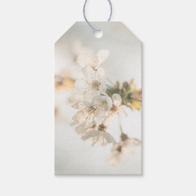 Etiqueta Para Presente Cherry Blossom Nature Photo (Frente)
