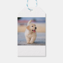 Crie seu próprio animal de estimação personalizado