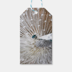 Etiqueta Para Presente Elegante Albino Peacock