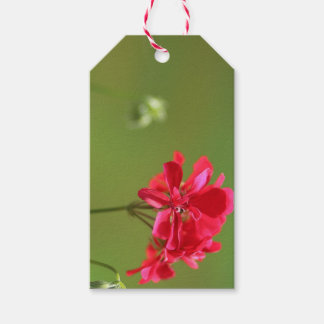 Etiqueta Para Presente Etiqueta de Presente Floral de Geranium Cor-de-Ros