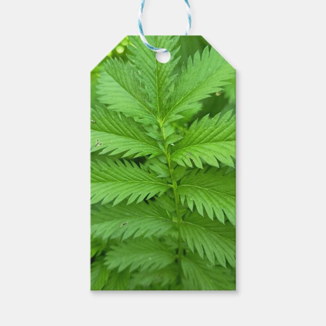 Etiqueta Para Presente Etiqueta de Presente Folhas Botânicas Verdes (Frente)