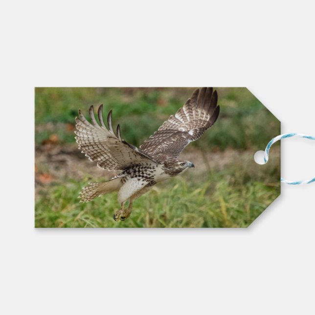 Etiqueta Para Presente Falcão-de-cauda-vermelha imaturo (Frente (horizontal))