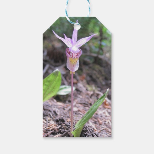 Etiqueta Para Presente Flor Orquídea Fairyslipper (Frente)