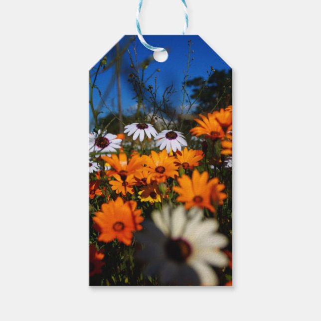 Etiqueta Para Presente Flores Namaqualand selvagens (Frente)