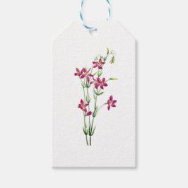 Etiqueta Para Presente Flores Vintage - Centaurium por Mary Vaux Walcott
