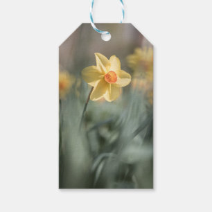Etiqueta Para Presente Foto da natureza do Daffodil do Flor Amarelo