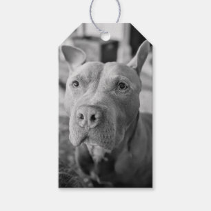 Etiqueta Para Presente Fotografia de Amor Pit Bull 