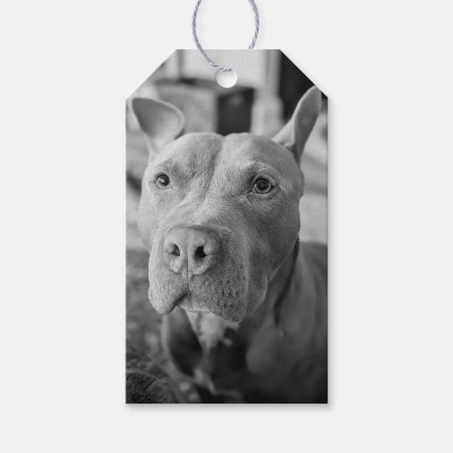 Etiqueta Para Presente Fotografia de Amor Pit Bull  (Frente)