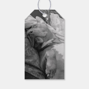Etiqueta Para Presente Fotografia de Amor Pit Bull 