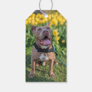 Etiqueta Para Presente Fotografia de Pit Bull Feliz 