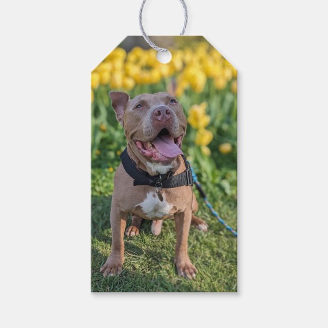 Etiqueta Para Presente Fotografia de Pit Bull Feliz  (Frente)