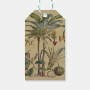 Etiqueta Para Presente Fruta de Palma Tropical Antica Botânica