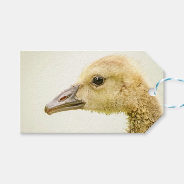 Etiqueta Para Presente Ganso canadense (Gosling) (Frente (horizontal))