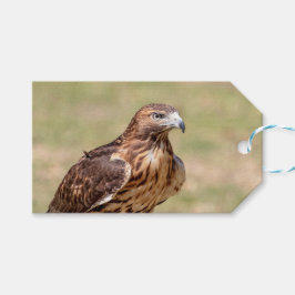 Etiqueta Para Presente Gavião-de-cauda-vermelha no Vale do Hudson