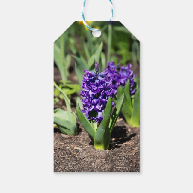 Etiqueta Para Presente Geocinto Azul na primavera   (Frente)