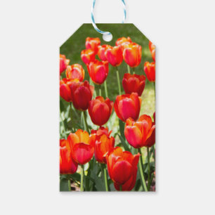 Etiqueta Para Presente Grande campo de tulipas vermelhas