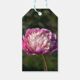 Etiqueta Para Presente Grandes flores de peônia rosa na primavera    