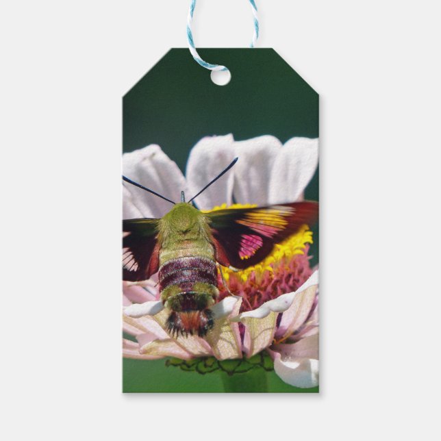Etiqueta Para Presente Hummingbird Moth (Frente)
