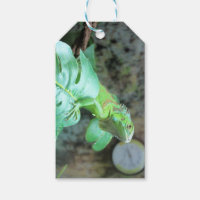 iguana verde