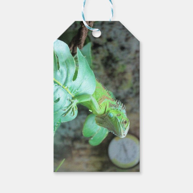 Etiqueta Para Presente iguana verde (Frente)