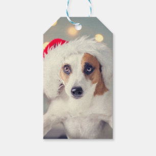 Etiqueta Para Presente Jack Russell Terrier em um Cartão de Presente Sant