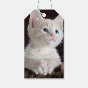 Etiqueta Para Presente Kitten Branco Vulnerável