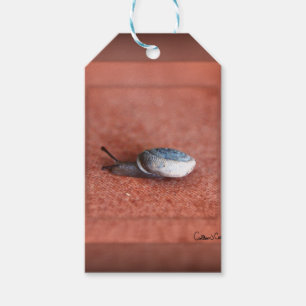 Etiqueta Para Presente Macro Fotografia de Caracol em Terracotta