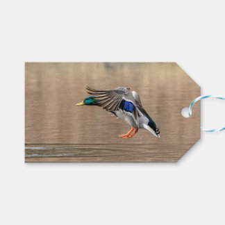 Etiqueta Para Presente Mallard Duck em voo