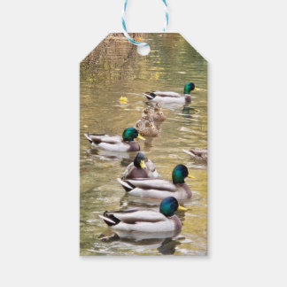 Etiqueta Para Presente Mallards no lago