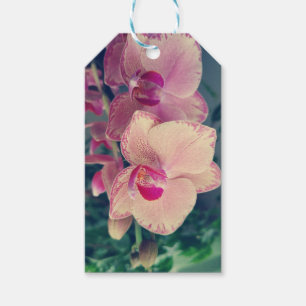 Etiqueta Para Presente Orquídea falaenopse ppolka flores cor-de-rosa flo
