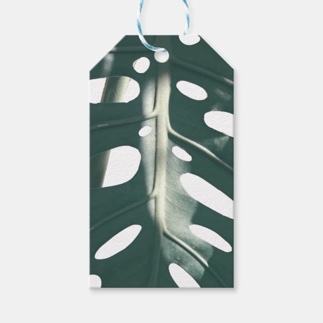 Etiqueta Para Presente Pale Green Pastel Swiss Cheese Plant (Frente)