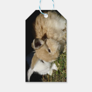 Etiqueta Para Presente Pequenos coelhos fofos bonitos