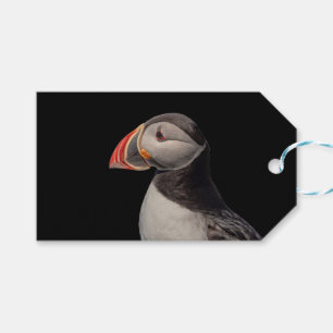 Etiqueta Para Presente Puffin Atlântico em Machias, Maine