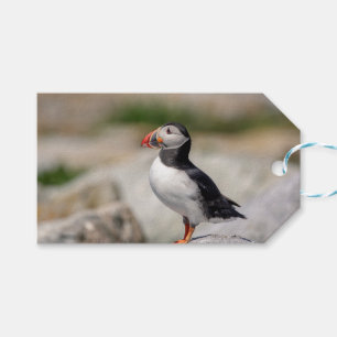 Etiqueta Para Presente Puffin Atlântico em Machias, Maine