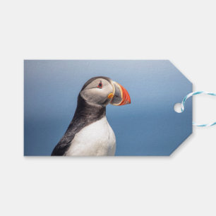Etiqueta Para Presente Puffin Atlântico em Machias, Maine
