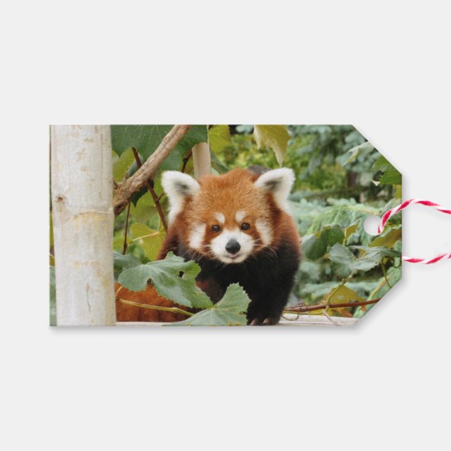 Etiqueta Para Presente Red Panda (Frente (horizontal))