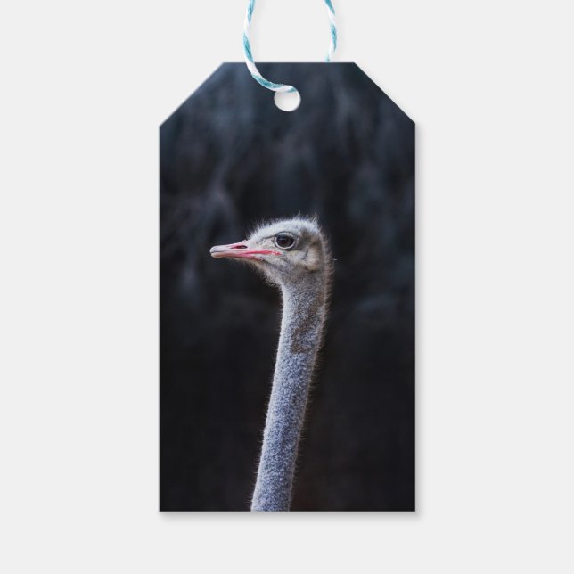 Etiqueta Para Presente retrato de avestruz (Frente)