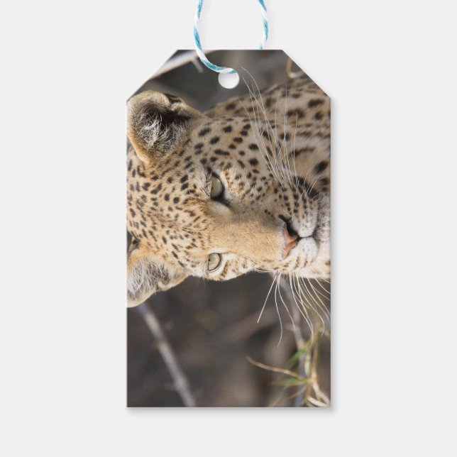 Etiqueta Para Presente Retrato leopardo (Frente)