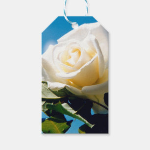 Etiqueta Para Presente Rosa branca sob o céu azul
