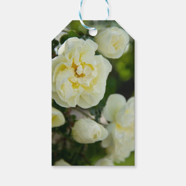 Etiqueta Para Presente Rosas brancas, brancas, brancas, para positivas (Frente)