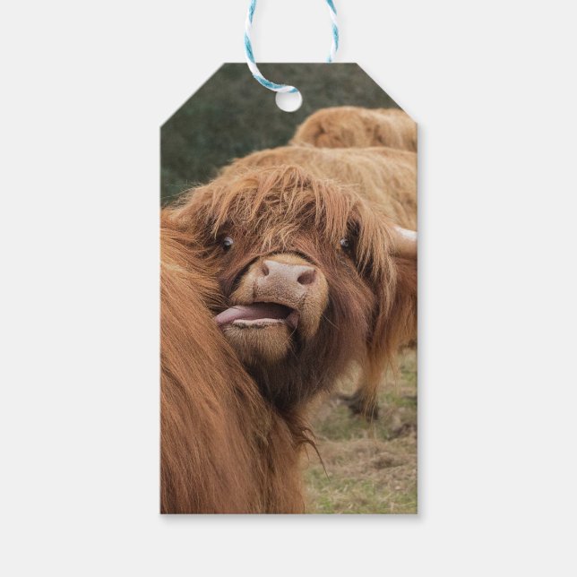 Etiqueta Para Presente Scottish Highland cow photograph  (Frente)