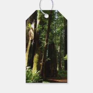 Etiqueta Para Presente Sequoias e Fernos no Parque Nacional de Redwood