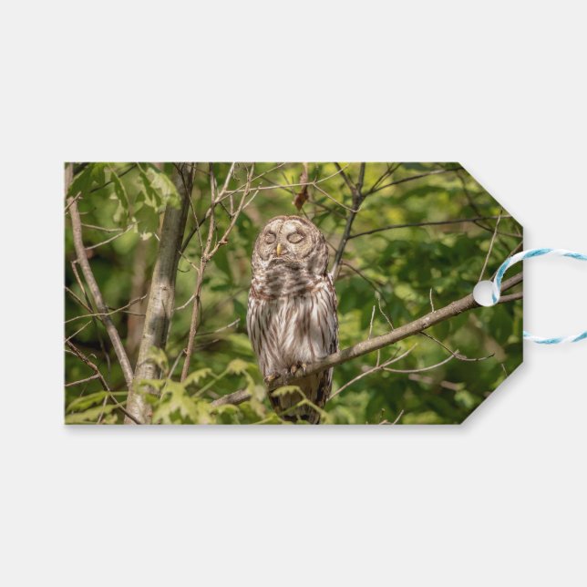 Etiqueta Para Presente Sleepy Barred Owl (Frente (horizontal))