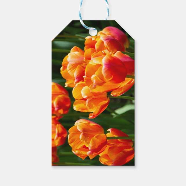 Etiqueta Para Presente Tulipas laranja-claras no parque (Frente)
