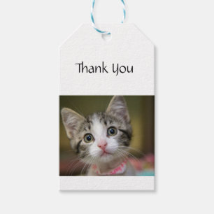 Etiqueta Para Presente Um gatinho bonito com olhos verdes