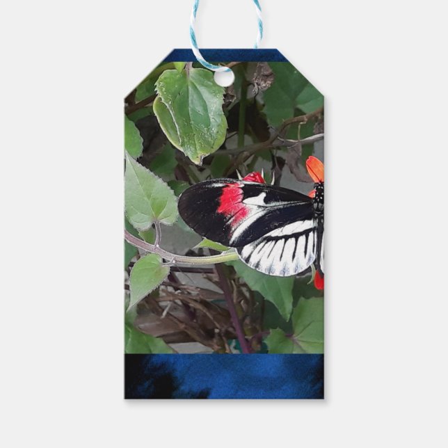 Etiqueta Para Presente Zebra tail butterfly (Frente)