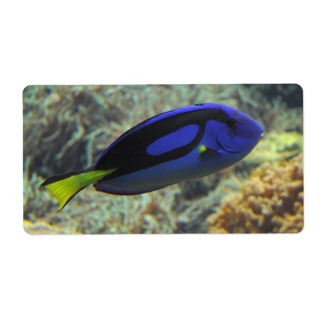 Etiqueta Paracanthurus hepatus (Frente)