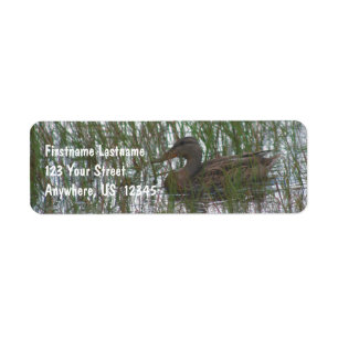 Etiqueta Pato Castanho Selvagem No Endereço Natural De Pond