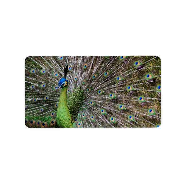 Etiqueta Pavão (Frente)