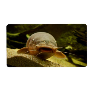 Etiqueta Peixe-gato elétrico